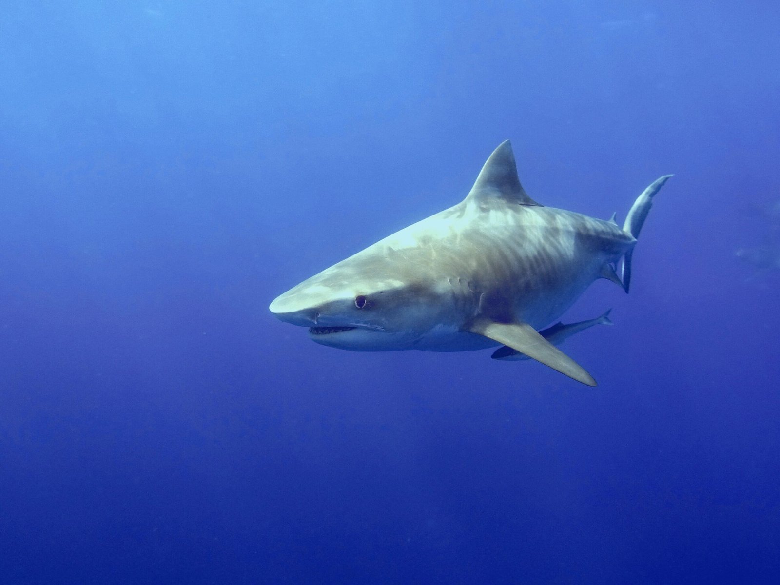 DCIM100GOPROGOPR2451.